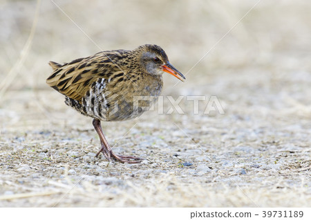 Kuina（水雞） 39731189