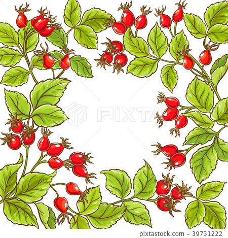wild rose vector frame 39731222