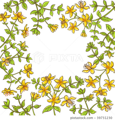 tutsan branch vector frame 39731230