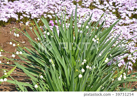 雪花和Shizakura 39731254