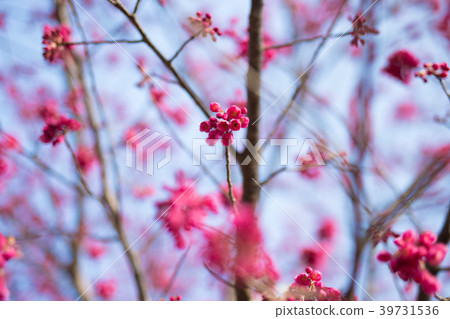 Hikanzakura 2 39731536