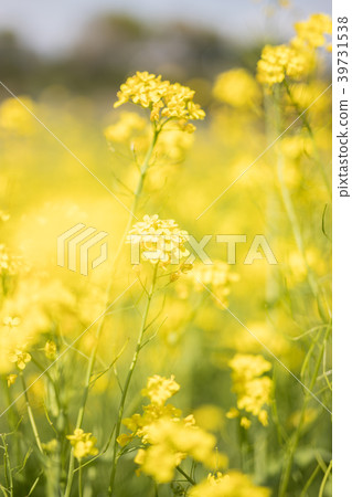 油菜田 油菜田 39731538