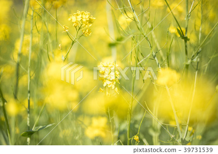 油菜田 39731539