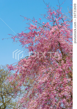 藍天和垂枝櫻花 39731609