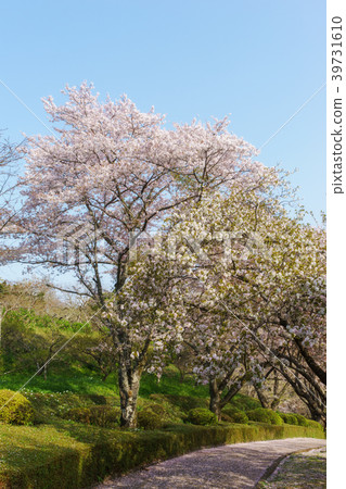 櫻花在公園裡 39731610