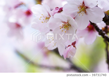 Cherry blossom petals Cherry blossom petals 39731740