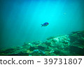 Coral Reef 39731807