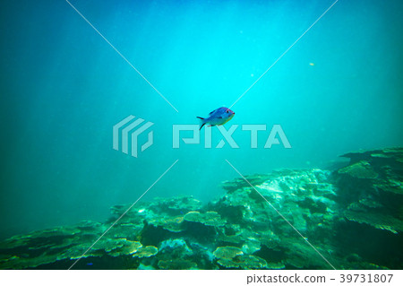Coral Reef Coral Reef 39731807