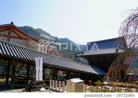Hase-ji Temple cherry blossoms Nara Prefecture 39732060