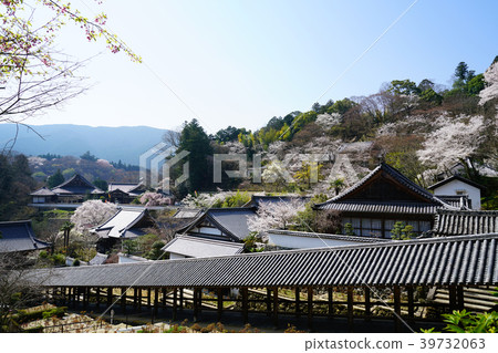 Hase-ji Temple cherry blossoms Nara Prefecture 39732063