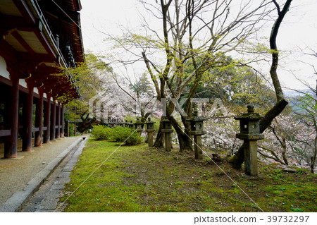 Setsuyama Shrine Sakura Nara Prefecture 39732297