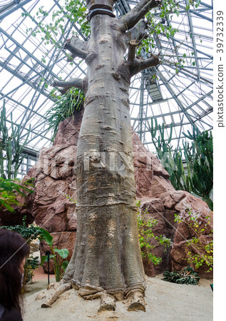 Baobab 39732339