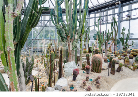 Pillar cactus 39732341
