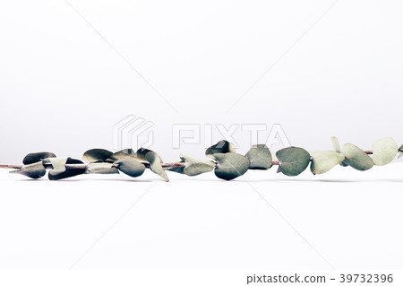 Eucalyptus branch on white background 39732396