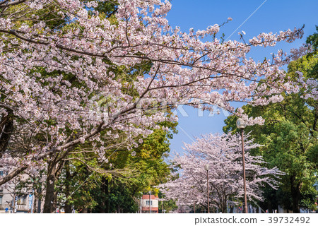 Cherry blossoms in Yokohama Odori Park Cherry blossoms in Yokohama Odori Park 39732492