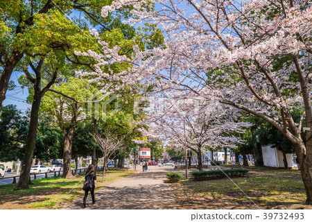 Cherry blossoms in Yokohama Odori Park Cherry blossoms in Yokohama Odori Park 39732493