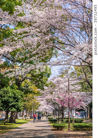 Cherry blossoms in Yokohama Odori Park Cherry blossoms in Yokohama Odori Park 39732495