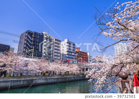 在Ooka河，橫濱的一排櫻花樹 39732501