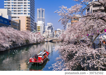 A row of cherry blossom trees in the Ooka River, Yokohama A row of cherry blossom trees in the Ooka River, Yokohama 39732502