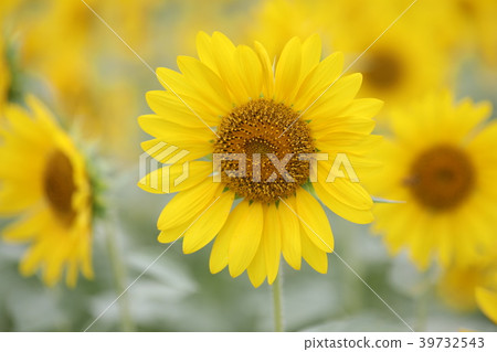 向日葵 39732543