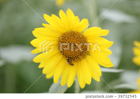 向日葵 39732545