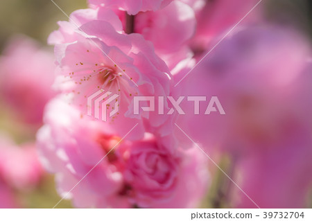 梅花00057 梅花00057 39732704