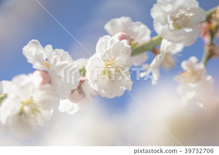 梅花00087 39732706