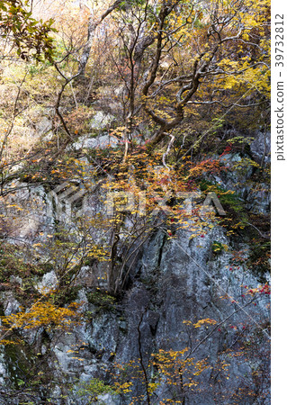 秋天的樹葉 秋天的樹葉 39732812