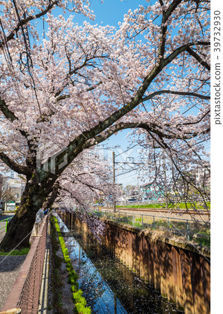 沿武藏Seki Ishigami Igawa的一排櫻花樹 39732930