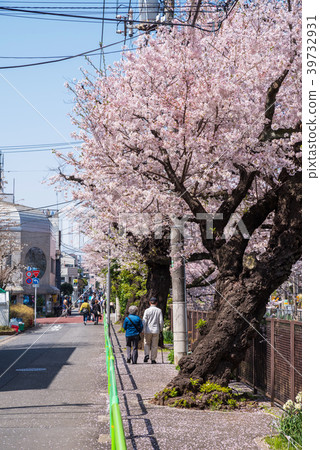 沿武藏Seki Ishigami Igawa的一排櫻花樹 39732931