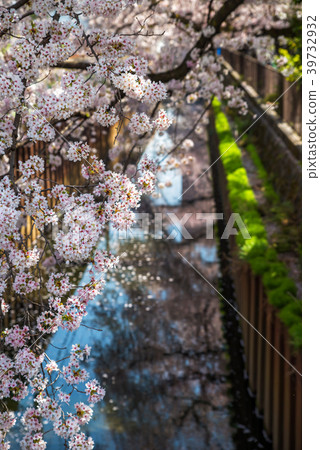 A row of cherry blossom trees along the Musashi Seki Ishigami Igawa 39732932