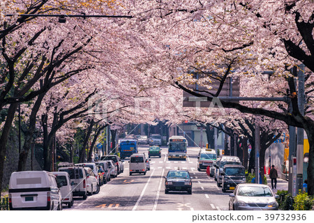 A row of cherry trees in full bloom in Nakano-dori, Tokyo 39732936