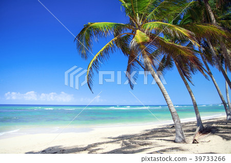 Tropical beach with coconut palm trees 39733266