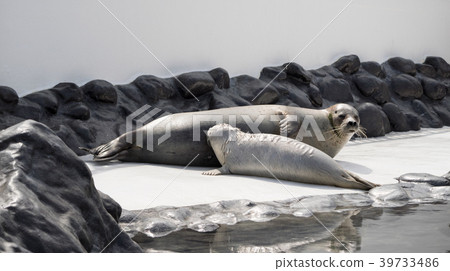Otaru Aquarium children's seal seals children Otaru Aquarium children's seal seals children 39733486
