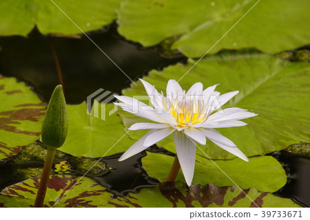 Tropical water lily 39733671
