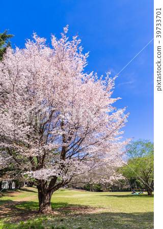 Cherry blossoms in Tokyo Musashino Nogawa Park Cherry blossoms in Tokyo Musashino Nogawa Park 39733701