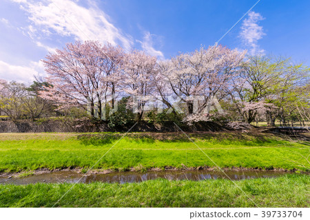 Tokyo Musashino Cherry blossoms scenery of Nogawa Park 39733704