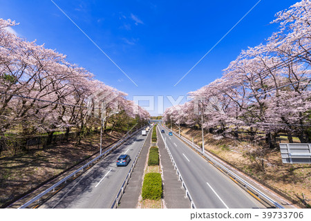 Tokyo Musashino Sakura blooming Nogawa park and east eight road Tokyo Musashino Sakura blooming Nogawa park and east eight road 39733706