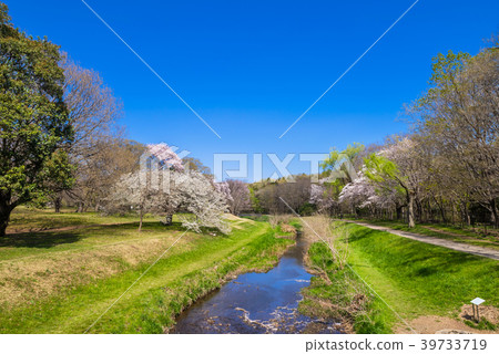 Tokyo Musashino Cherry blossoms scenery of Nogawa Park Tokyo Musashino Cherry blossoms scenery of Nogawa Park 39733719