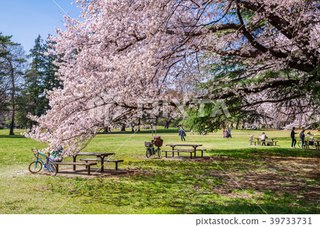 東京武藏野櫻花Nogawa公園的風景 東京武藏野櫻花Nogawa公園的風景 39733731