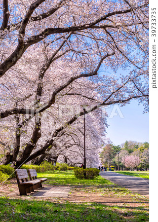 Tokyo Musashino Cherry blossoms scenery of Nogawa Park Tokyo Musashino Cherry blossoms scenery of Nogawa Park 39733735