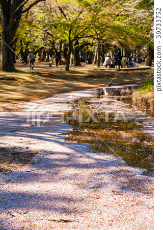 Cherry blossom petals floating in a fountain pond in Yoyogi Park 39733752
