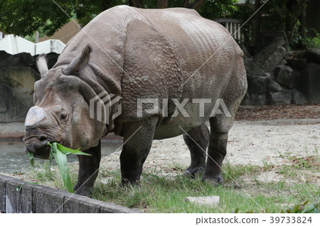 東山動物園和植物園G. 39733824