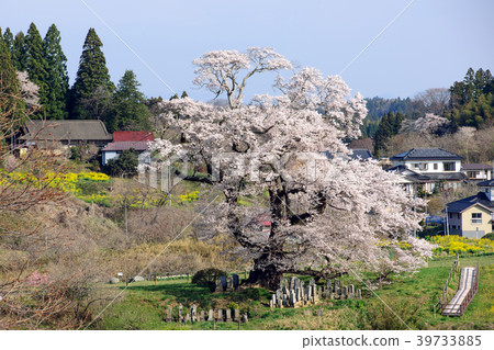 Large cherry tree village of village Fukushima 39733885
