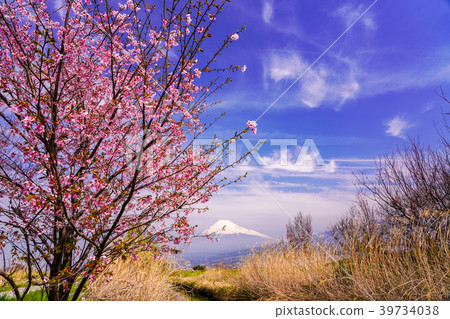 (Shizuoka Prefecture) Sakura and Fuji in the waterside 39734038