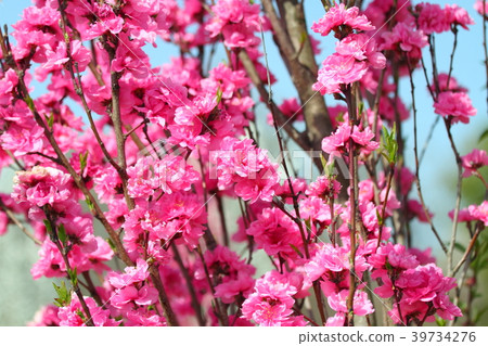 Hanamomo盛開 Hanamomo盛開 39734276