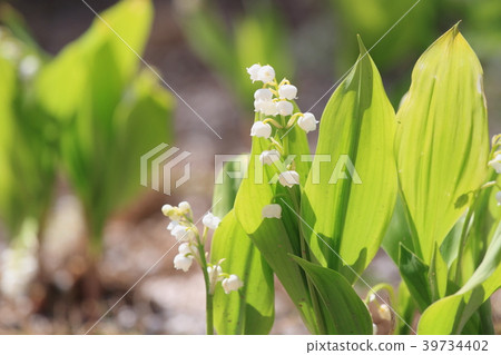 Spring Park Lily of the valley flowers 39734402
