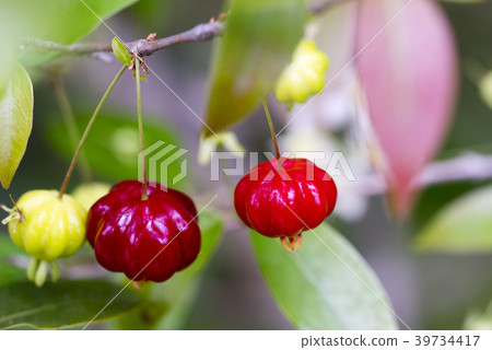 Pitanga fruit of a tree Pitanga fruit of a tree 39734417