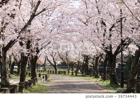 櫻桃樹 櫻桃樹 39734443