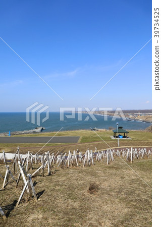 Misakidai Park, the first mountain in spring 39734525